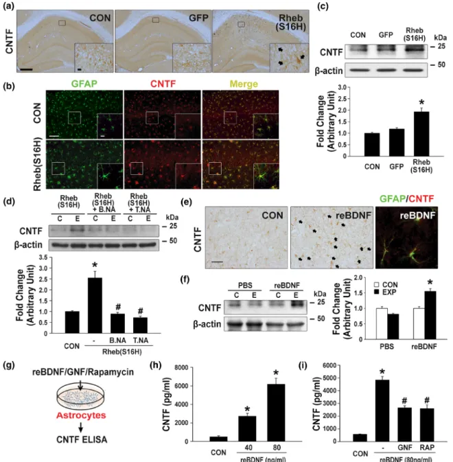 FIGURE 4 Elevation of CNTF production in hippocampal astrocytes via activation of the BDNF/TrkB/mTORC1 signalling pathway