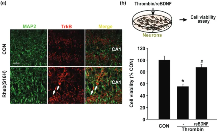 FIGURE 6 Neuroprotective effects of BDNF against thrombin‐induced neurotoxicity in vitro