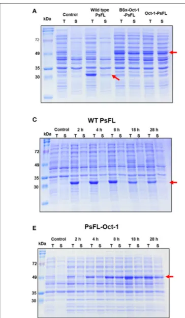 FIGURE 2 | SDS-PAGE analysis of recombinant PsFLs fused with Oct-1 DBD. (A,B) Effects of the presence of 3 OBS (A) and location of Oct-1 DBD tag (B) on soluble expression of recombinant PsFL