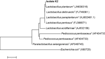 Fig. 1. Phylogenetic tree based on 16S rRNA gene sequences showing the positions of isolate K2 and type strains of some  lactic acid bacteria