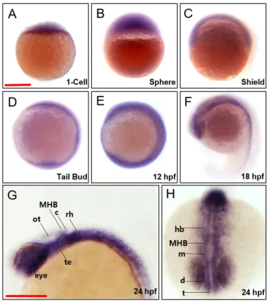 Fig. 1. Spatiotemporal expression patterns of zebrafish march5.  WISH analysis of march5 at 1 cell through 24 hpf