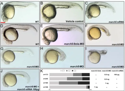 Fig. 2. Overexpression and knockdown of march5 in zebrafish embryos.  (A) WT zebrafish embryo, (B) vehicle control injected with  the same volume of phenol red dye in distilled water as the volume of the mRNAs injected, and (C) march5 mRNA injected embryo