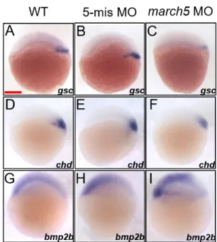 Fig. 3. Knock­down of march5 expression alters dorso­ventral  patterning at 4.7 hpf.  (A-F) WISH analysis of march5 in  dorso-ventral axis development using dorsal markers, gsc and chd at 4.7  hpf