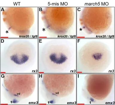 Fig. 5. march5 knock­down reduced expression of rx3 and emx3  in zebrafish embryos.  (A-C) Two color WISH analysis with krox20-  and fgf8-specific probes detected changes in their transcripts in the MHB (asterisks) and the hindbrain, the rhombomeres (r) 3 