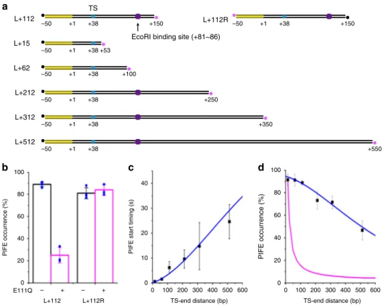 Fig. 4 Diffusion of RNAP on DNA after termination. a DNA templates with varying distance between TS (cyan oval) and Cy5-labeled end (magenta dot) with or without an EcoRI binding site (purple hexagon)