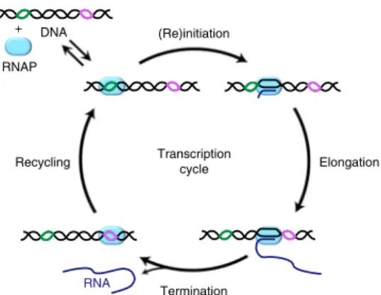 Fig. 7 Four stages of transcription cycle. (1) Initiation or reinitiation: after binding DNA (black line) at a promoter (green line), RNAP (cyan oval) incorporates several NTPs into RNA (blue line), and advances downward clearing the promoter