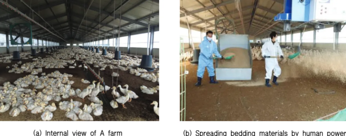 Fig. 4 Internal view of A farm (a) and scene of spreading bedding materials by human power (b) before installation of  automatic spreader
