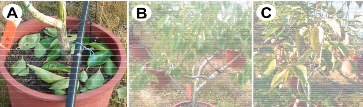 Fig. 1. Leaf damages of persimmon trees by the high application rate of liquid pig manure: A, defoliation after the first application on June 4; B, wilting after the second application on July 6; C, leaf chlorosis and abscission on September 8 after the th