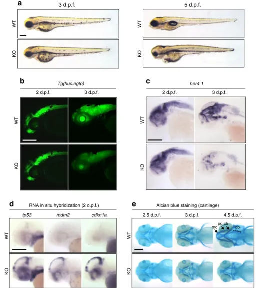 Fig. 2 fam50a KO zebraﬁsh display central nervous system and craniofacial patterning defects