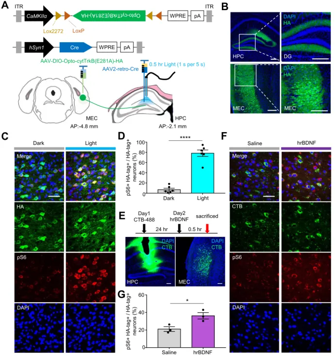 Fig. 4. MEC-HPC axon activation of TrkB signaling by light stimulation and BDNF infusion