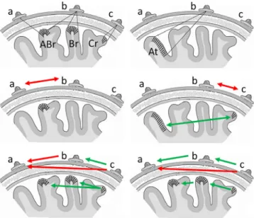 Fig. 1. Some examples of the effects of the head volume conduction, ‘‘common drive”, and ‘‘cascade flow” (for an explanation, see the main text in Section 5.3.1 