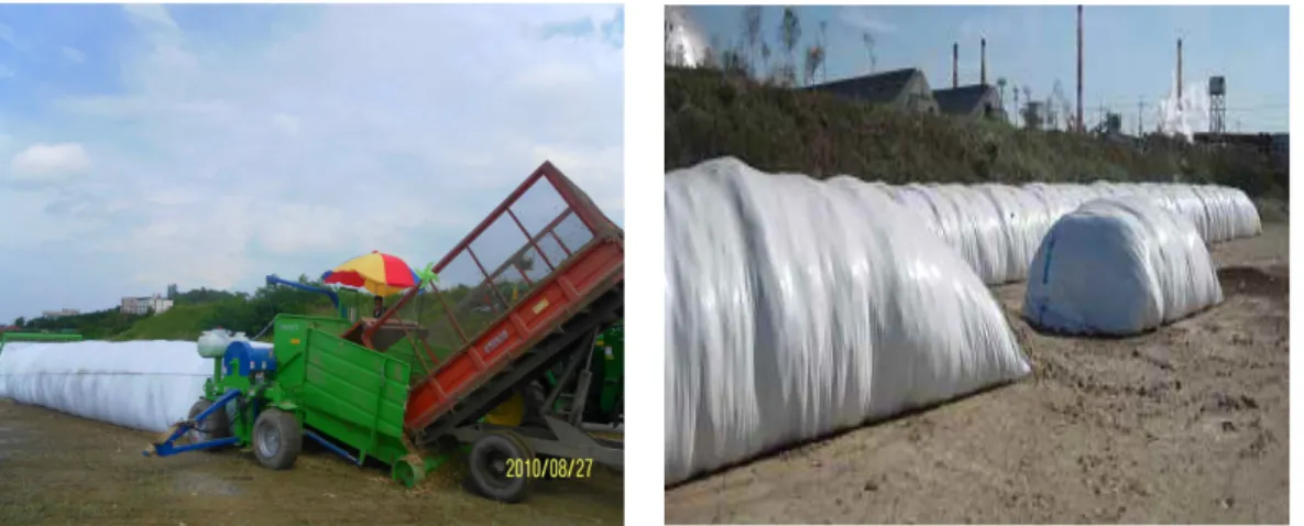 Fig.  1.  Manufacture  of  corn  AG-BAG  silage. 기간은  약  5일  정도  걸렸고,  수확은  황숙기  전 후에  맞추어서  약  10일  정도  걸려서  수확하여  AG-BAG  사일리지를  제조하였다