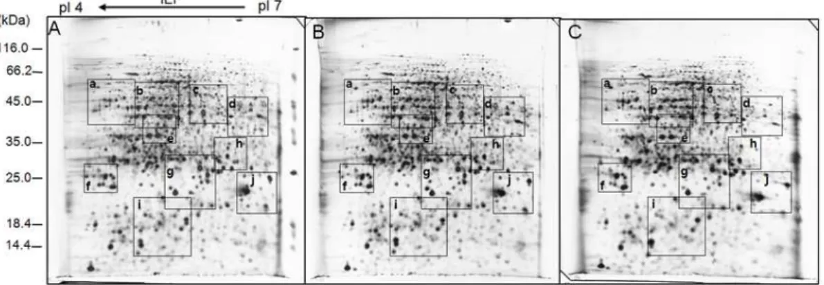 Fig. 1. A 2-DE analysis of rice stem proteins in response to heat stress. A, B and C shows the 2-DE gel patterns of the PEG fractionated supernatant protein samples prepared from the control (25°C), 12 h, and 24 h heat-treated (42°C) stems, respectively