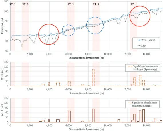 Fig. 10 Longitudinal profile of water surface level and WUA at the optimal ecological flow rate for Squalidus  chankaensis tsuchigae