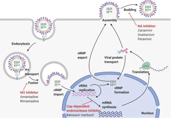 Figure 2. Influenza A replication cycle. The virus recognizes specific receptors expressed on the host  cell  surface  using  HA  and  enters  cells  via  endocytosis