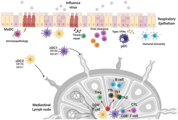 Figure 3. Overview of dendritic cell subsets in the lung and DC-mediated immune responses
