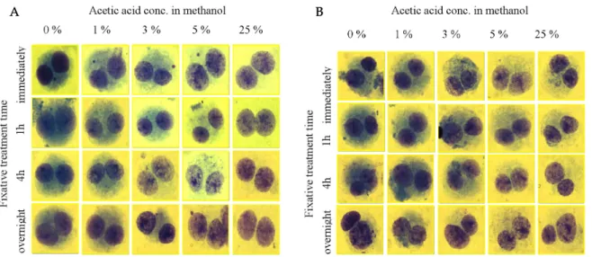 Fig. 1. Effect of acetic acid concentration in third fixative solution and fixative treatment time on the spread of cytoplasm of Chinese hamster lung cell treated with mitomycin C (A) and colchicine (B) for 3 hours.