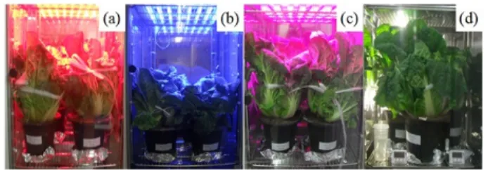 Fig.  1.  Sunlight  with  acrylic  treatment  of  experiment  group.