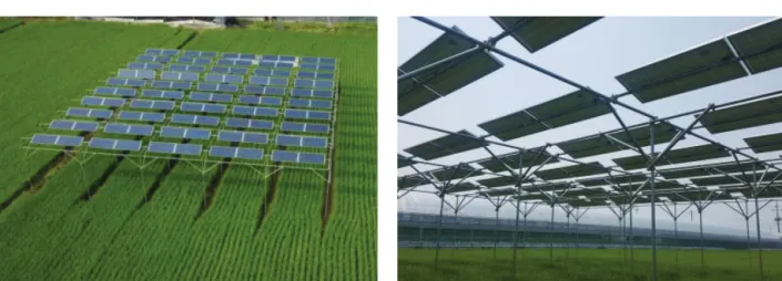 Fig. 1 Panorama of solar-sharing installed on paddy field in Solar Farm