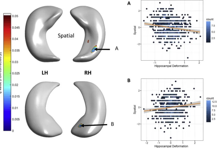 Fig. 3. FDR-corrected signiﬁcant associations (with 95% CIs) between hippocampal deformation and spatial span performance