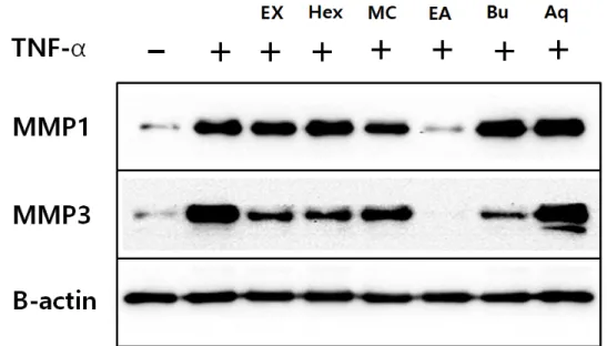 Fig. 1. Effect of ethanol extract and soluble fractions of Lespedeza cuneata G. Don on MMP1 and MMP3 protein expression