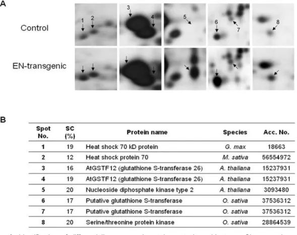 Fig. 3. Identification of differentially expressed protein spots by cold stress. Close up view of differentially expressed proteins A and identification of each protein spot B 