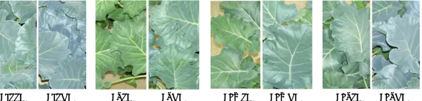 Fig. 1. Kale leaves hydroponically grown under the different light qualities and intensities for 50 days