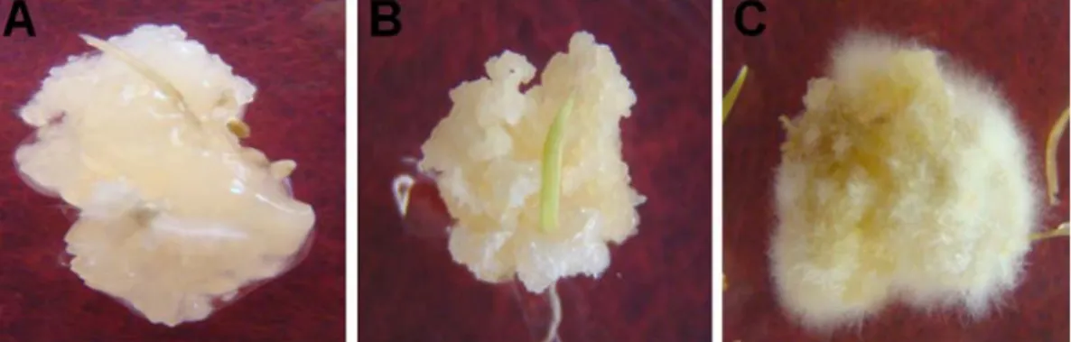 Fig. 1. Effects of different concentrations of  2,4-D on primary callus induction (A)  and 3 mg/L 2,4-D and different  concentr-ations of BA on embryogenic callus  induction from mature seed culture of  timothy (B)