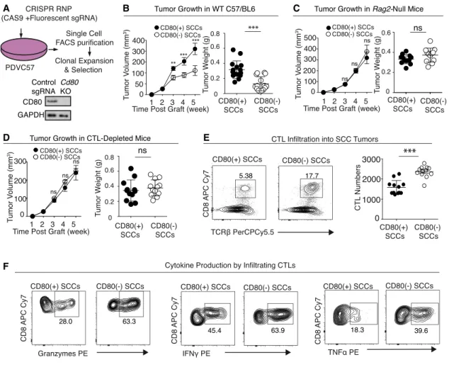 Figure 5. CD80 Protects Tumor SCs from Cytotoxic T Cells