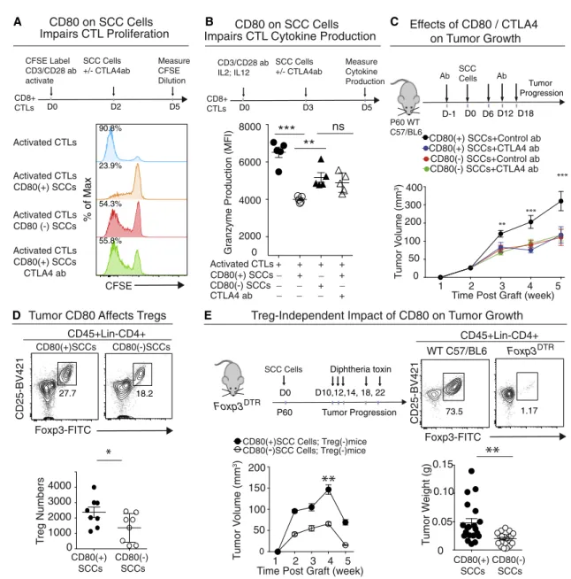 Figure 6. tSC-CD80 Attenuates Cytotoxic T Cell Activities by Direct Engagement and Indirectly by Elevating Treg Numbers