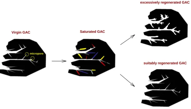 Fig. 5. Alteration of GAC pore structure by adsorption and regeneration conditions. 