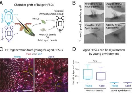 Fig. 7. Tissue microenvironment overrides stem cell intrinsic differences and rejuvenates aged HFSCs