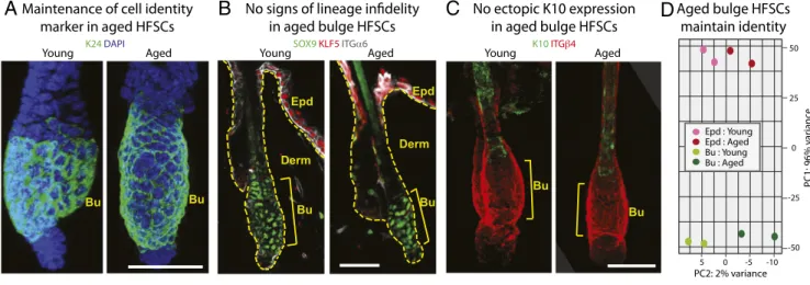 Fig. 2. During the hair cycle resting stage, aged bulge HFSCs maintain their lineage identity