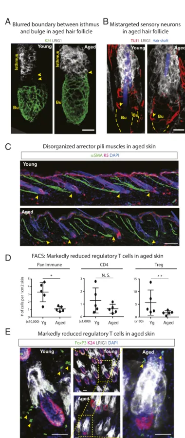 Fig. 4. Multifaceted changes in the aged skin microenvironment. (A and B) Whole-mount immunofluorescence of telogen-phase young and aged HFs immunolabeled for HFSC marker K24, isthmus marker LRIG1, and sensory neuronal marker TUJ1