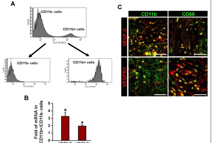 Figure 4 CD11b + or CD68 + TAM abundantly express VEGF-C/D and VEGFR-3. 1 × 10 6 MBT-2 cells were injected into the urinary bladders of 8-10-week old female C3H mice
