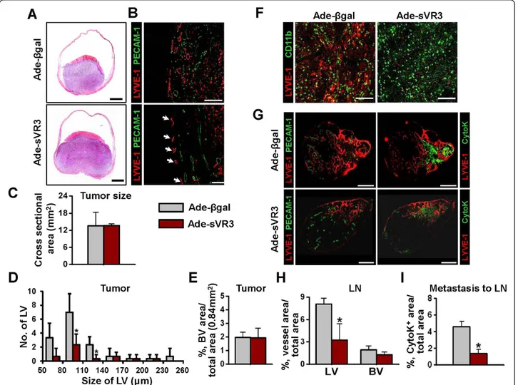 Figure 5 Blockade of VEGF-C/D-VEGFR-3 signaling suppresses profound lymphangiogenesis and lymphatic metastasis, but not recruitment of CD11b + /CD68 + TAM