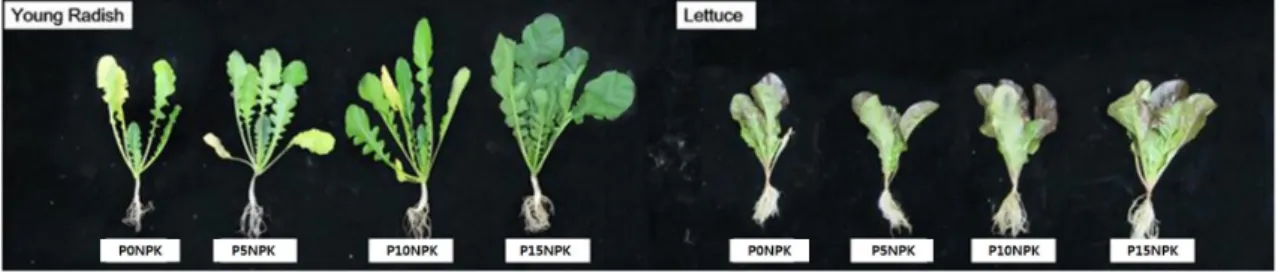 Fig. 2. Growth characteristics of young radish and lettuce under different application levels of phyllite.