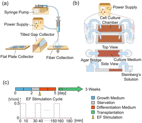 Figure 1.  Illustration of experimental devices and design. (a) Electrospinning and fiber collectors to generate  directionality on the scaffold