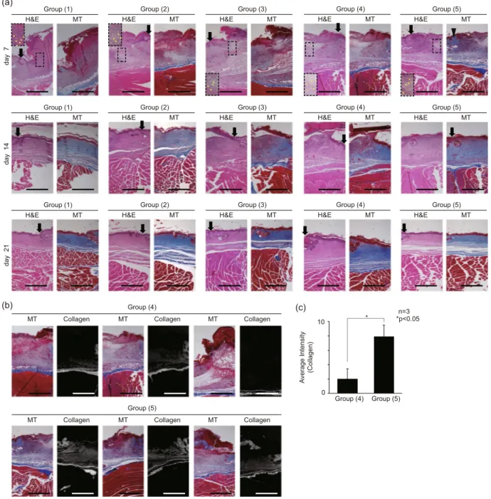 Figure 5.  Tissue histology section images of mouse model wound sites. (a) Wound histology images for the 0 th ,  7 th , 14 th , 21 st  day of healing