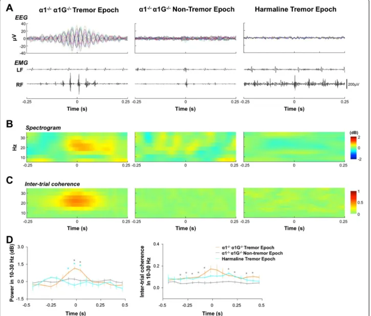 Figure 3 Comparison of tremor-related activity between two essential tremor models. (A) ERPs (top) and right forelimb (RF) EMG activity (bottom) upon α1 −/− ; α1G −/− tremor discharge (left), α1 −/− ; α1G −/− non-tremor discharge (center), and harmaline tr