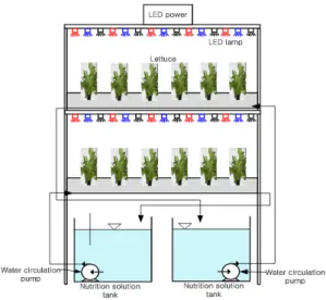 Fig. 1. Schematic diagram of experimental apparatus for the  growth of lettuce in circulating hydroponics system.