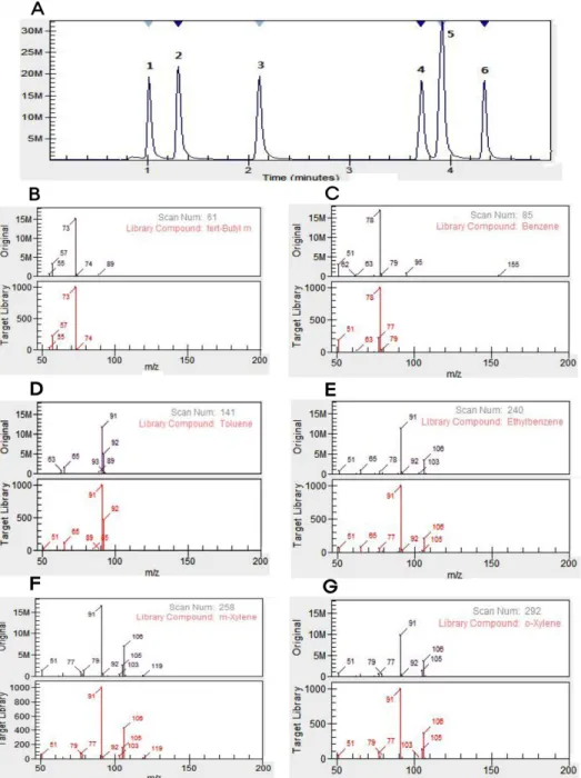 Fig. 2. (A) Representative GC/MS chromatogram of six chemical materials. (B-G) Mass fragmentation patterns of six  chemical materials, (B)  tert -butyl methyl ether, (C) benzene, (D) toluene, (E) ethylbenzene, (F)  m,p -xylene, (G)  o -xylene.