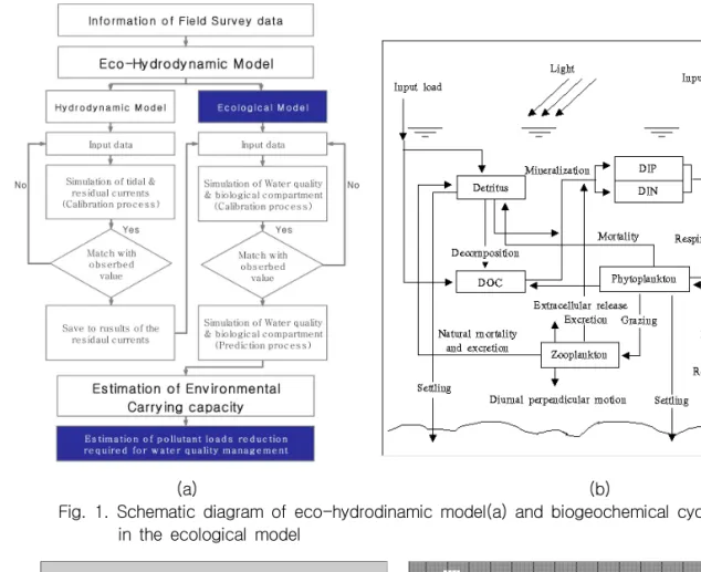 Fig. 1. Schematic diagram of eco-hydrodinamic model(a) and biogeochemical cycle(b) in the ecological model