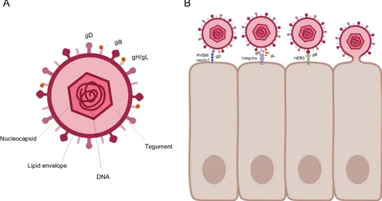 Figure 1. The structure of HSV and its entry (A) HSV virus structure. HSV has several glycoproteins  in its lipid envelope, including glycoproteins, gD, gB, and gH/gL, which are known to function in cell  entry