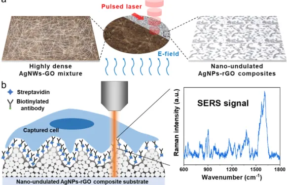 Figure 1. Schematic illustration. (a) The electric field-assisted pulsed laser reduction for the fabrication  of the nano-undulated AgNPs-rGO composite substrate; (b) Capture and surface-enhanced Raman  scattering (SERS) analysis of circulating tumor cells