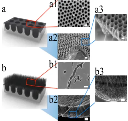 Figure  4.  Schematic  drawing  of  SEM  images  from  CNCs  and  CNTs−CNC  hybrid  structure