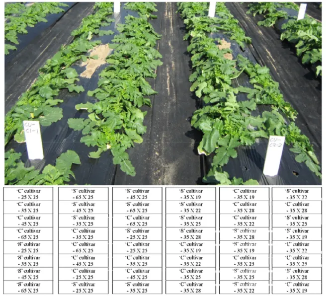 Fig. 1. A photo showing radish plants with different spacing and experimental plot design