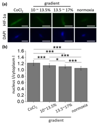 FIG. 3. Different cellular response to changes in oxygen tension. (a) Representative fluorescence images of HIF-1 α (green) and DAPI (blue)  corre-sponding to each condition