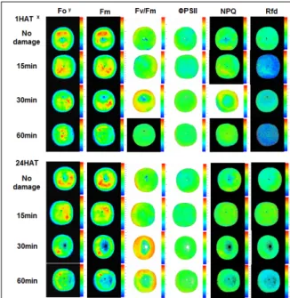 Fig. 2. Changes in Chlorophyll fluorescence imaging(F o ,  F m , F v /F m ,  ΦPSII, NPQ, and Rfd) of sweet persimmon  fruits under different frost damage conditions.