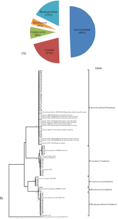 Fig. 1. (A) Pi chart, and (B) a phylogenetic tree of yeast isolates from flowers of the wild fleabane  Erigeron annus  (L.)  Pers., based on internal transcribed spacer sequences